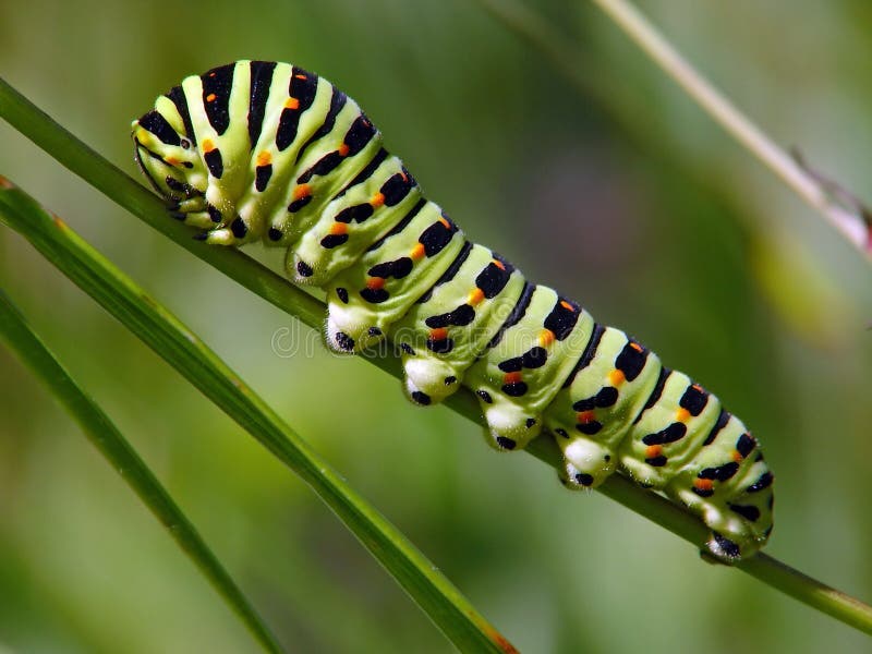 A caterpillar of butterfly Papilio machaon families Papilionidae. Length of a body about 40 mm. The photo is made in Moscow areas (Russia). Original date/time: 2003:08:29 22:34:16. A caterpillar of butterfly Papilio machaon families Papilionidae. Length of a body about 40 mm. The photo is made in Moscow areas (Russia). Original date/time: 2003:08:29 22:34:16.