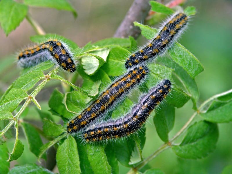 Caterpillar of butterfly Phalera bucephala.