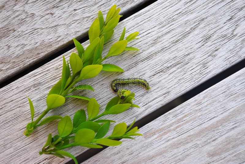 Caterpillar - Buxus lizenzfreies stockbild Caterpillar - Buxus lizenzfreies stockbild