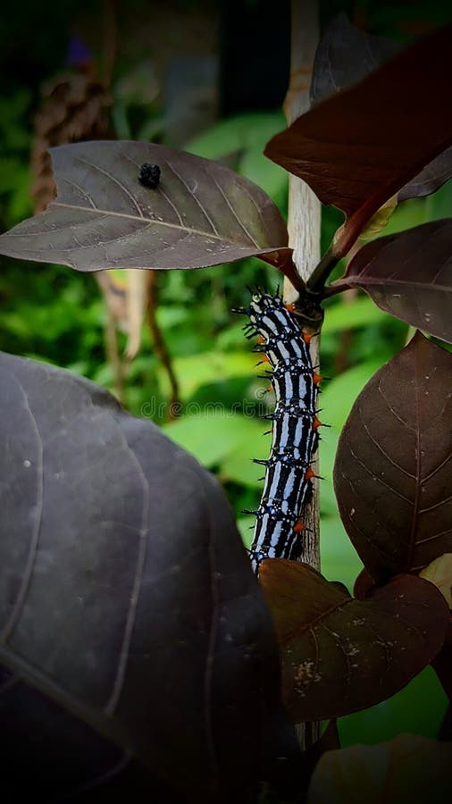 Caterpillar stock image. Image of caterpillar, caterpillars 274156015