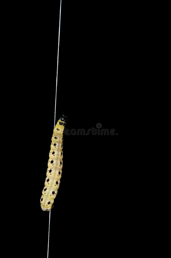 Caterpillar climbing a silk thread stock image