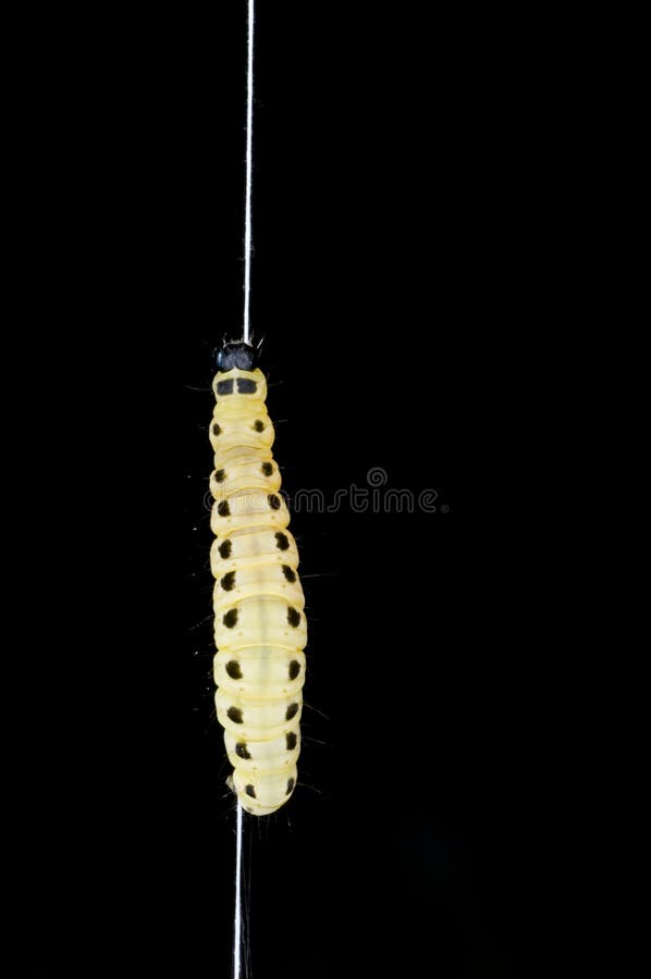 Caterpillar climbing a silk thread royalty free stock photos