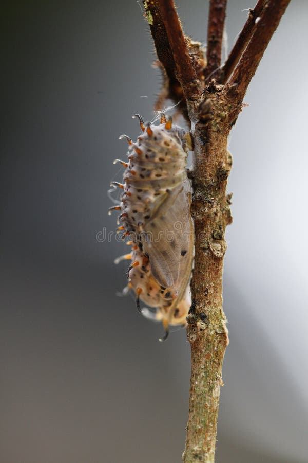 Caterpillar stock image. Image of chrysalidbeetle, caterpillar 73960101