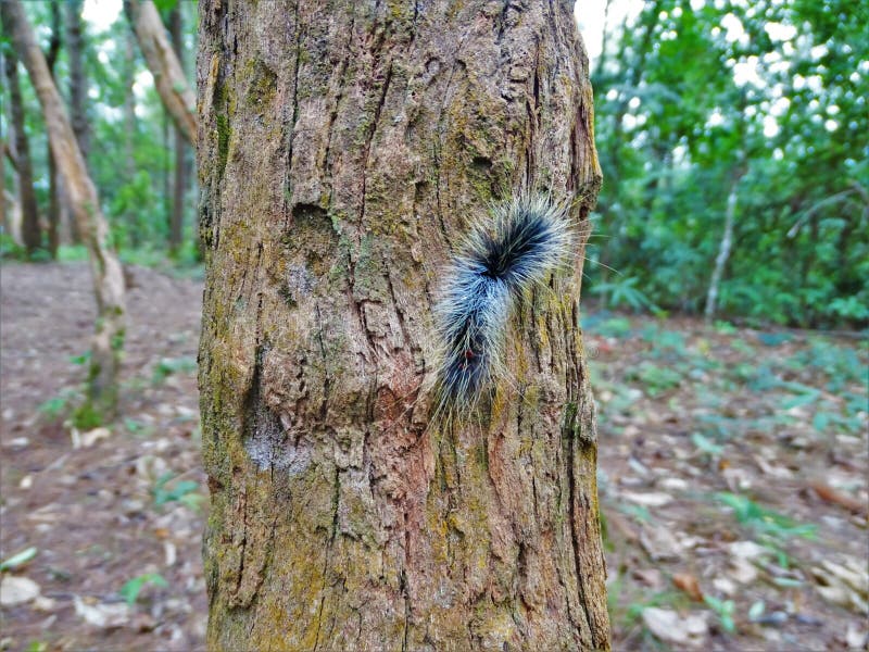 Caterpillar Cocoon from the Jungle of Chiang Mai from Thailand Stock Photo  - Image of jungle, animal: 138760852