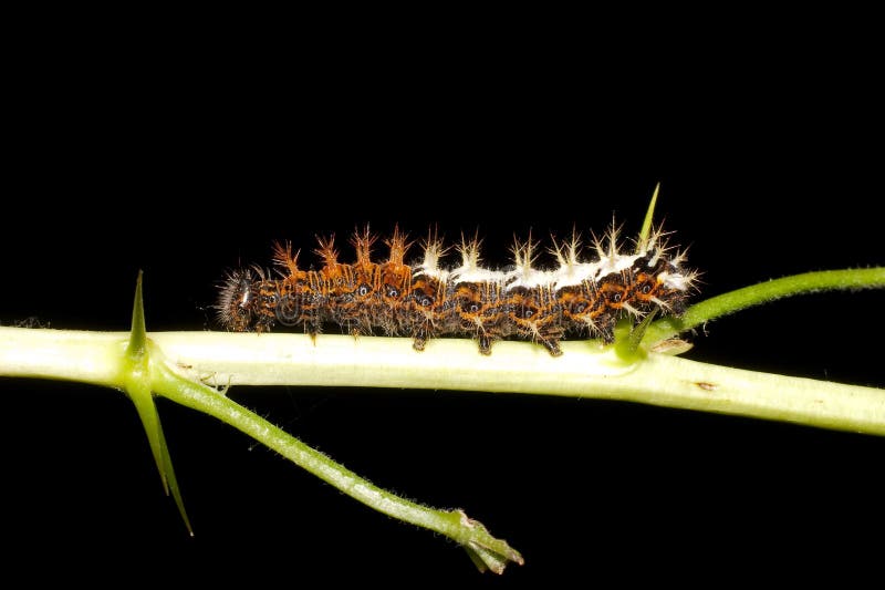 Caterpillar of comma - Polygonia c-album