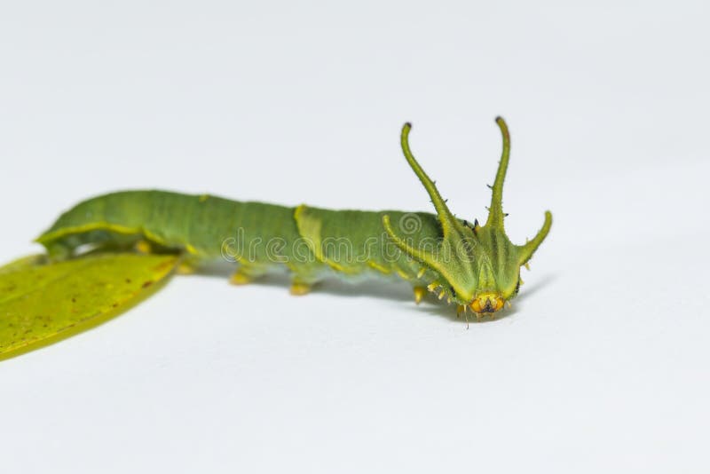 caterpillar-common-nawab-butterfly-polyura-athamas-walki-caterpillar-common-nawab-butterfly-polyura-athamas-th-stage-108201688.jpg