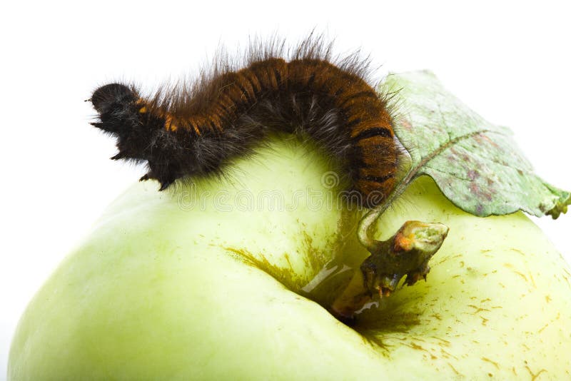 Caterpillar crawling along apple