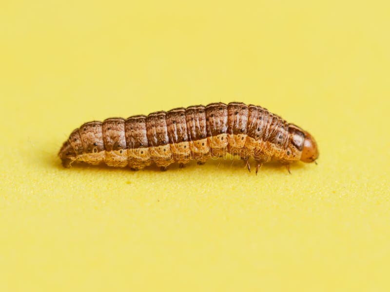 The Caterpillar Crawls on a Yellow Background Stock Photo - Image of lime, plant: 116416078 The Caterpillar Crawls on a Yellow Background Stock Photo - Image of lime, plant: 116416078