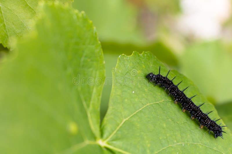 Caterpillar de Aglais io, la mariposa de pavo real europea en wi imagen de archivo libre de regalías Caterpillar de Aglais io, la mariposa de pavo real europea en wi imagen de archivo libre de regalías