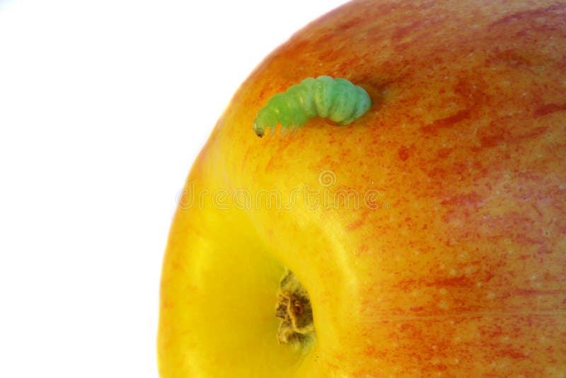 Caterpillar eat an apple