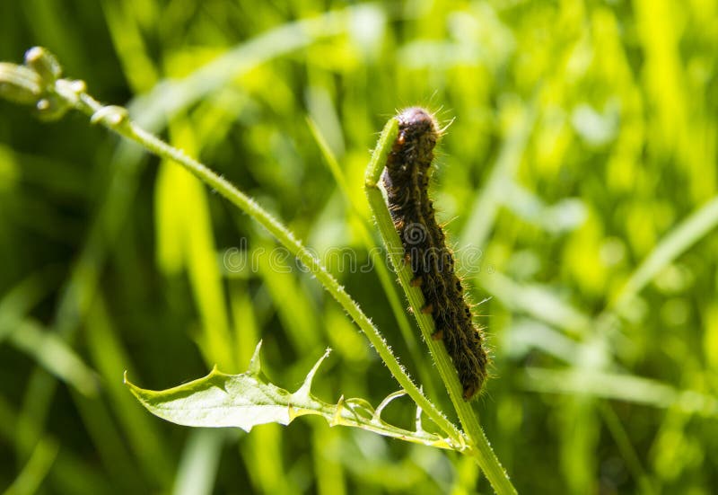 Caterpillar eat stock photo. Image of green, insects 125208430