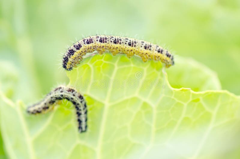 Caterpillar Eating Cabbage Leaf Stock Image Image of entomology