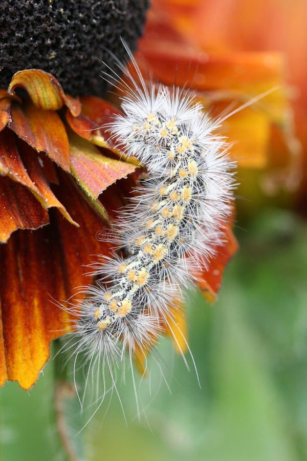 Caterpillar eating flower stock image. Image of pests 4970027