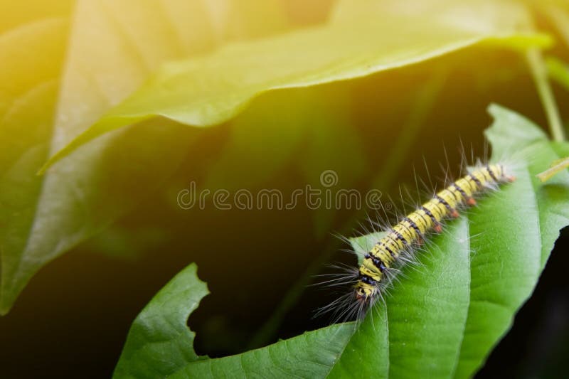 caterpillar eating green leaf in the morning stock images caterpillar eating green leaf in the morning stock images