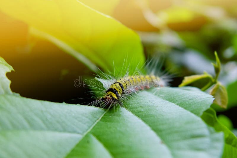 Caterpillar eating green leaf in the morning