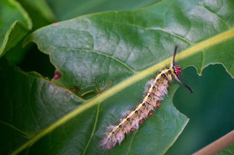 Caterpillar eating leaf