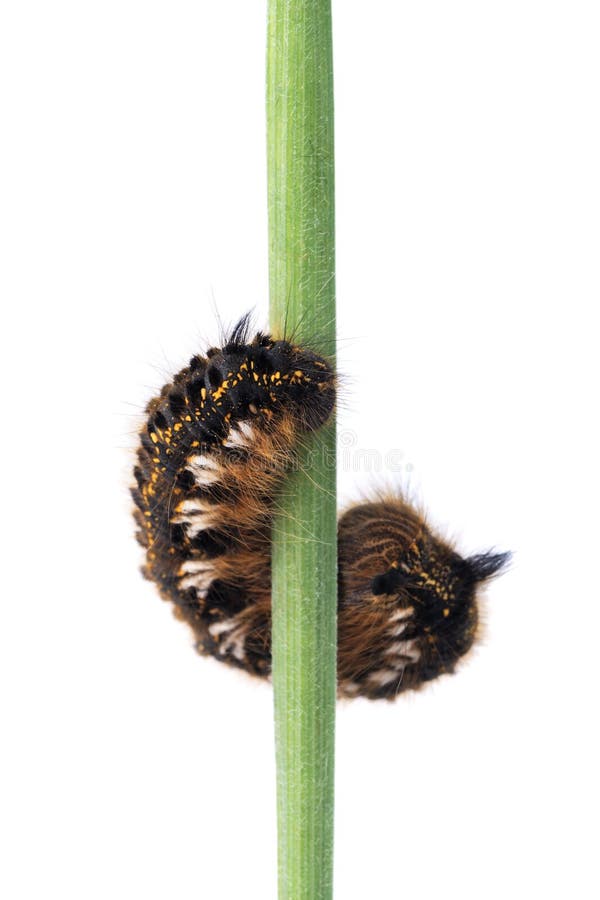 Caterpillar of Euthrix potatoria on a white background stock photos Caterpillar of Euthrix potatoria on a white background stock photos