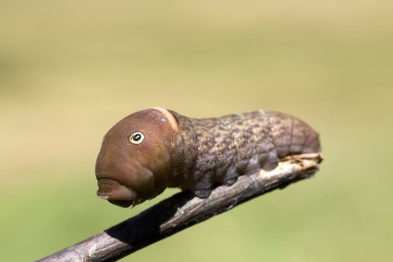 Caterpillar with Eyes and Head Up Stock Image Image of insect, branch