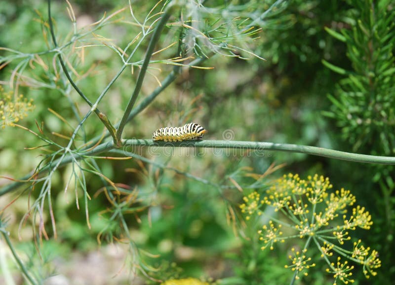 Caterpillar on the fennel stock photo. Image of nature 9677084