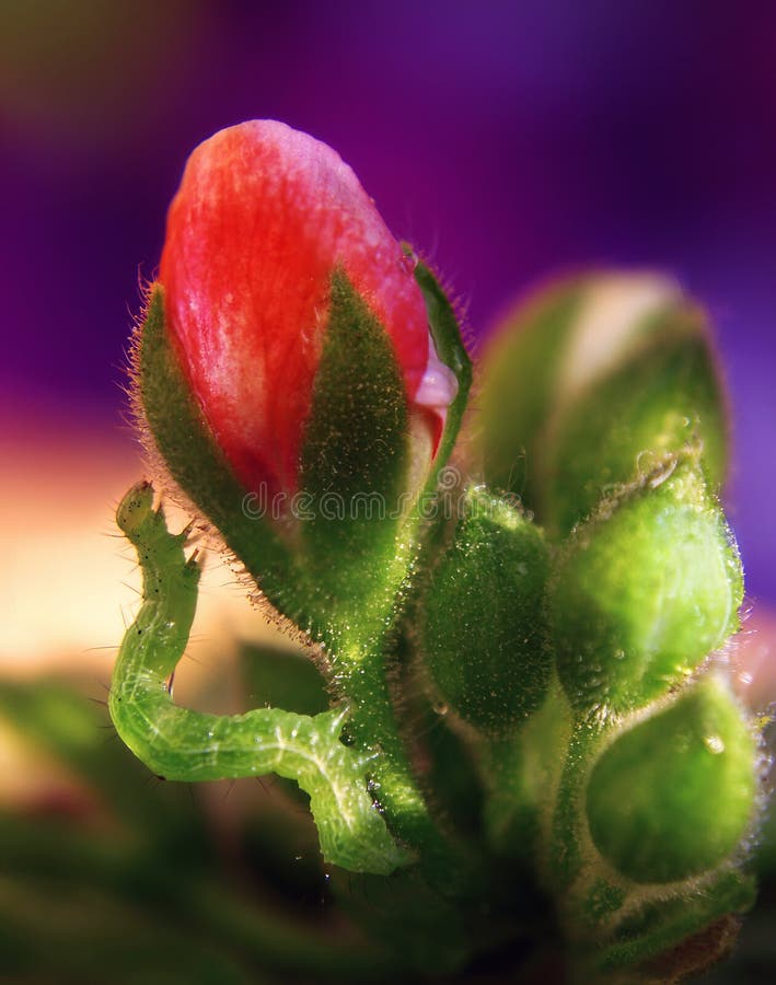 Caterpillar on a flower