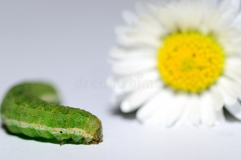 Caterpillar with big flower closeup on white background. Caterpillar with big flower closeup on white background