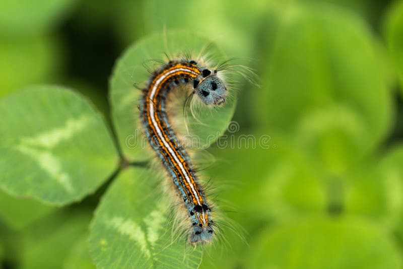 The caterpillar stock photos The caterpillar stock photos