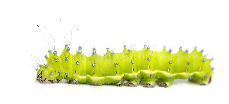 Caterpillar of the Giant Peacock Moth