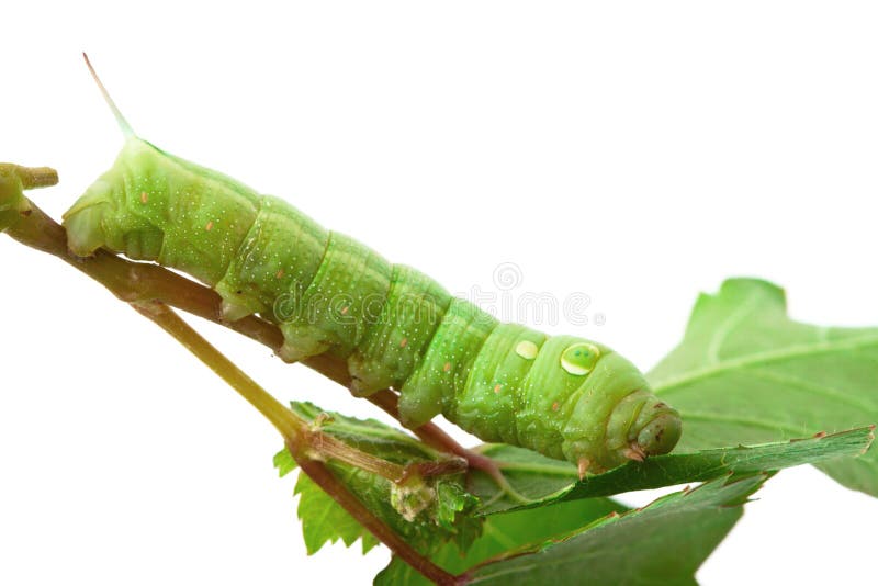 Caterpillar on grape leaf. stock photo. Image of luna 26782506