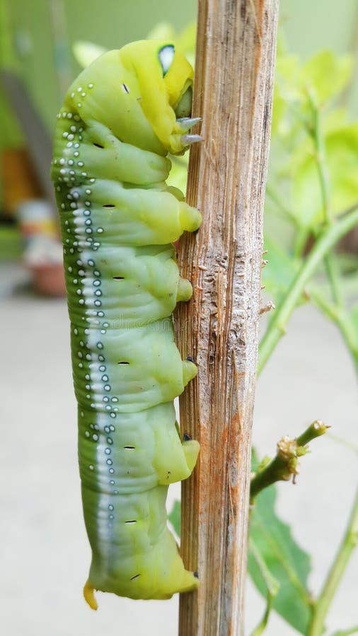 Caterpillar green editorial image. Image of natural, butterfly 56441960
