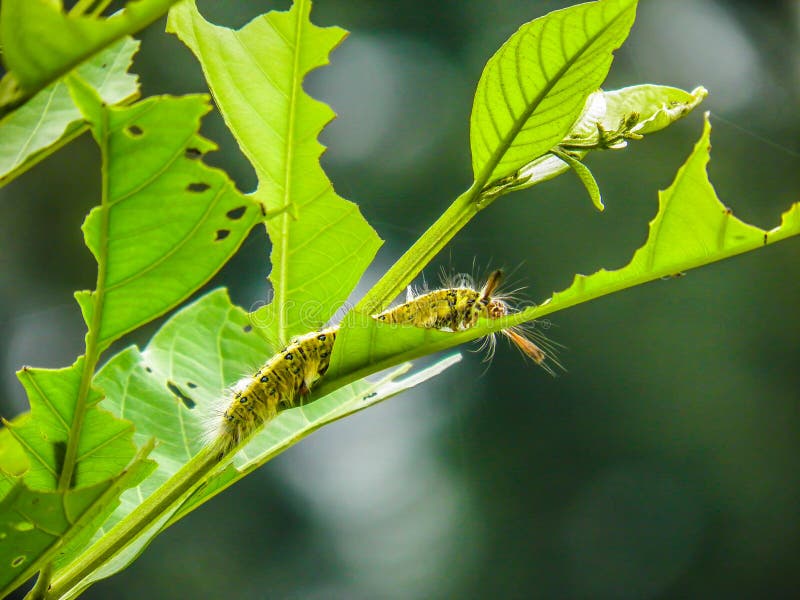 Black And Yellow Caterpillar Eating Tree Leaf Stock Photo Image of
