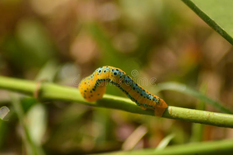 Caterpillar on the green stick royalty free stock photos