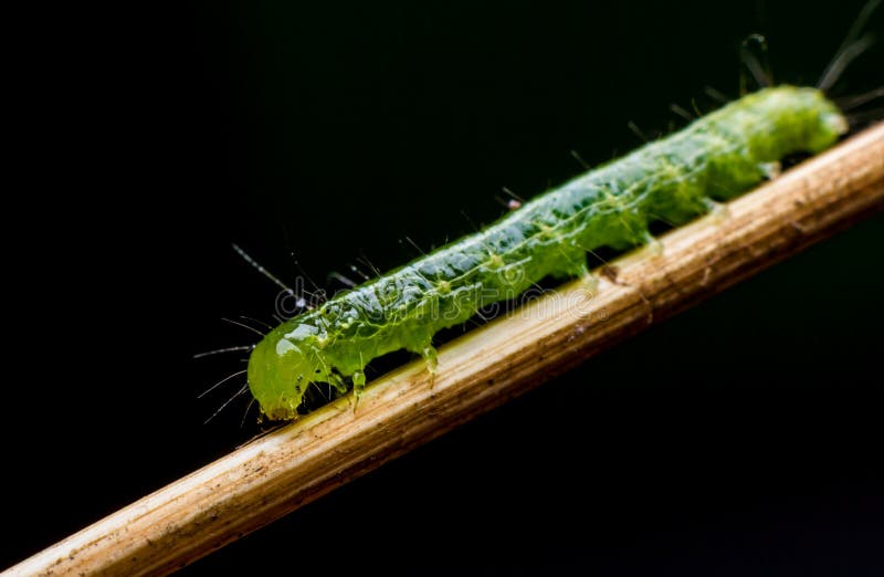 Caterpillar, green worm stock image. Image of plant, leaf 62329271