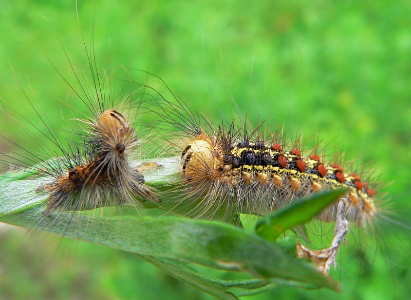 Dai capelli caterpillar di gypsy moth in asta di fronte alla sua vecchia pelle dopo la muta.