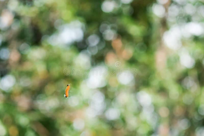 Caterpillar hanging on its silk thread royalty free stock photo
