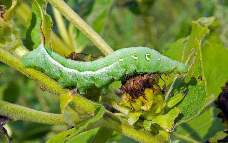 Caterpillar of hawkmoth 11 stock image