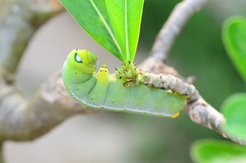 Caterpillar holding royalty free stock photo