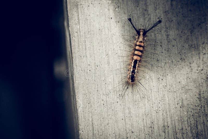 Caterpillar Insect Bug on Concret Wall Nature Rustic Background Stock