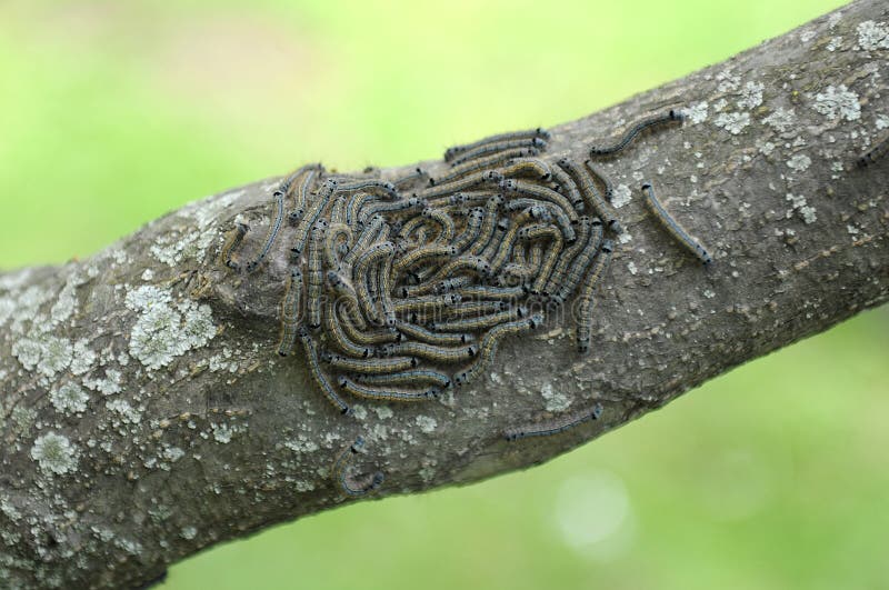 Caterpillar Lackey Moth Cluster on Tree Stock Photo Image of lackey