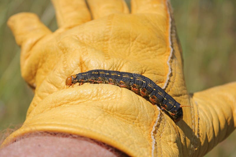 White Lined Sphinx Moth Caterpillar Hyles Lineata Hookworm Stock Photo