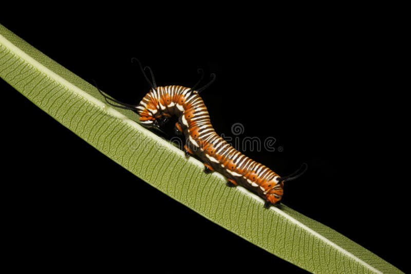 Caterpillar on Leaf 2