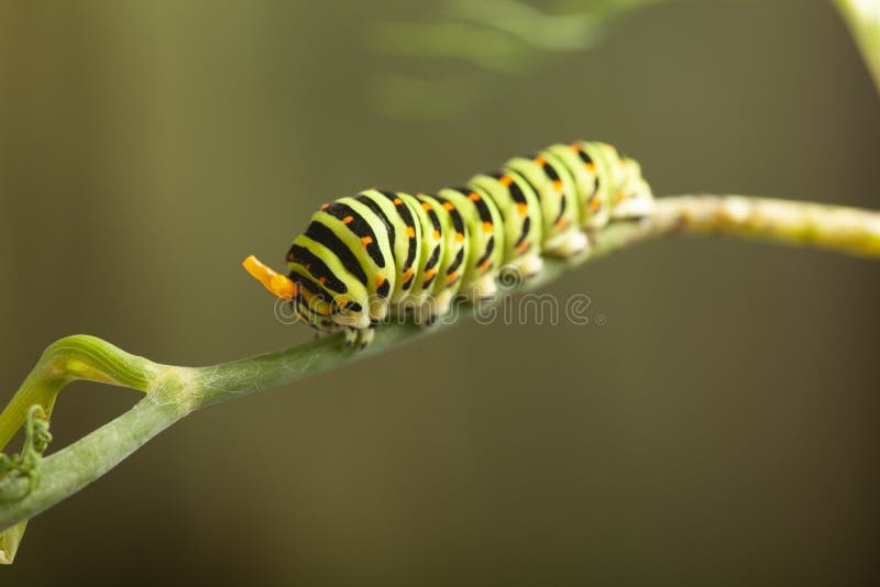 Caterpillar machaon on dill. garden pest on green background royalty free stock photography