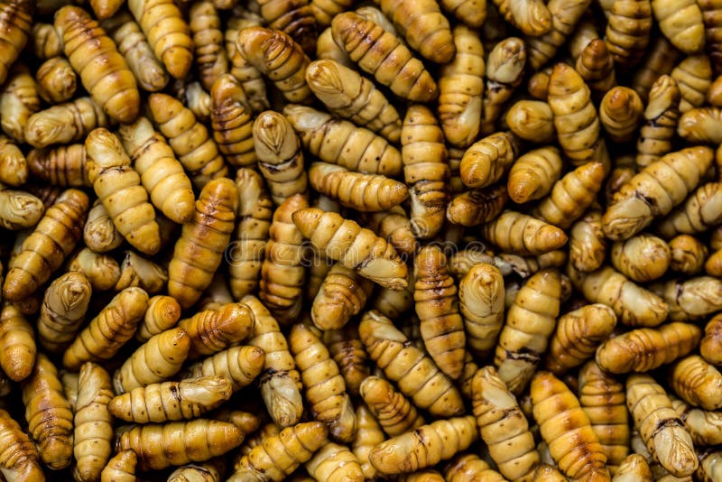 443 Live Maggot Stock Photos - Free & Royalty-Free Stock Photos from  Dreamstime