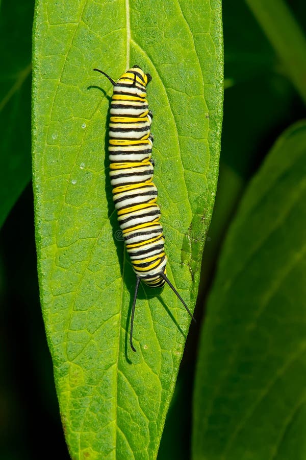 Monarch - Danaus plexippus stock photo. Image of spit - 45757818