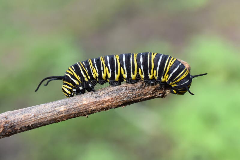 Monarch butterfly caterpillar on a twig