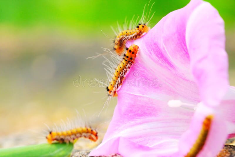 Caterpillar and morning glory