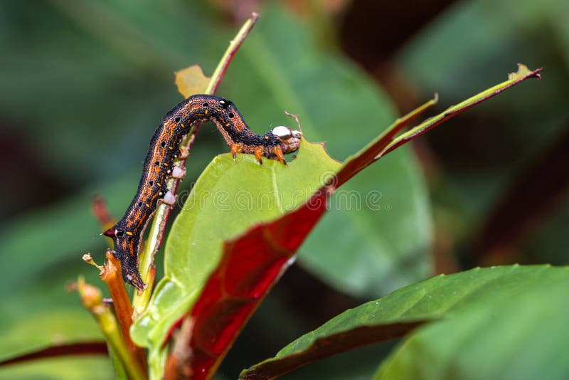 Caterpillar Munching on Leaves, Crawling Along Branches and Twigs Stock
