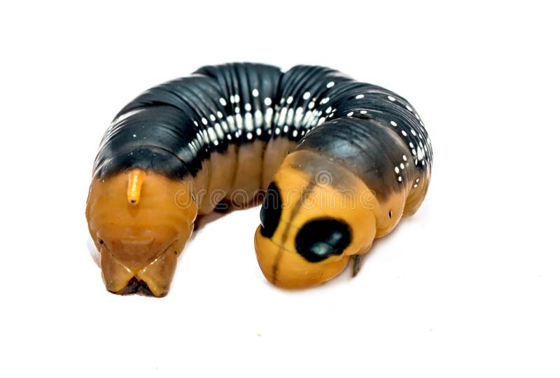 Caterpillar nero e d'argento giallo isolato su fondo bianco
