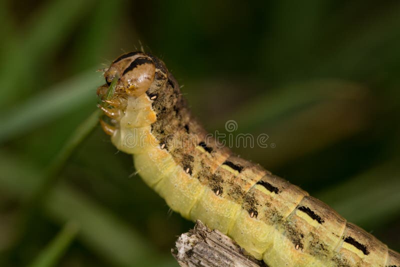 Caterpillar (Noctua Pronuba) Stock Image Image of close, nature 41812203
