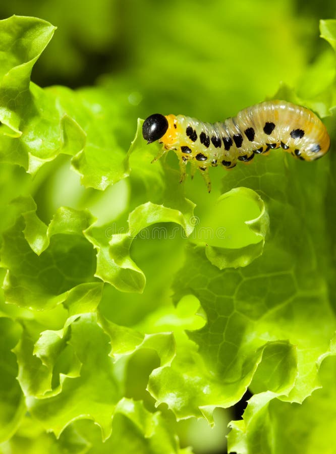 Caterpillar Over Lettuce Background Stock Photo Image of closeup
