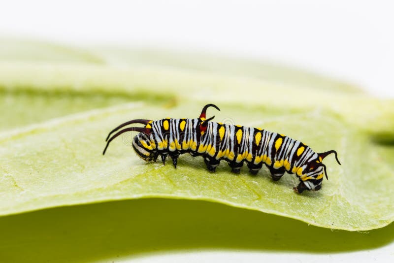 Caterpillar of Plain Tiger Butterfly Eating Leaf Stock Photo Image of